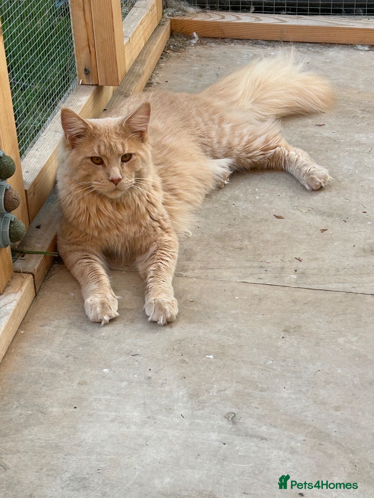 Maine Coon cats SILVER & RED GCCF MAINE COON BOYS  - Advert 2