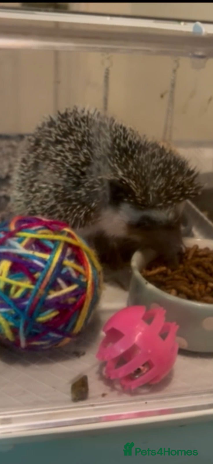 Pygmy Hedgehog rodents for sale: Set of Pygmy hedgehogs read description £200 each  - Advert 6