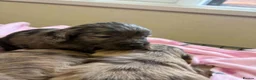Cockapoo dogs for sale: Cockapoo Puppies in Birmingham - Advert 1