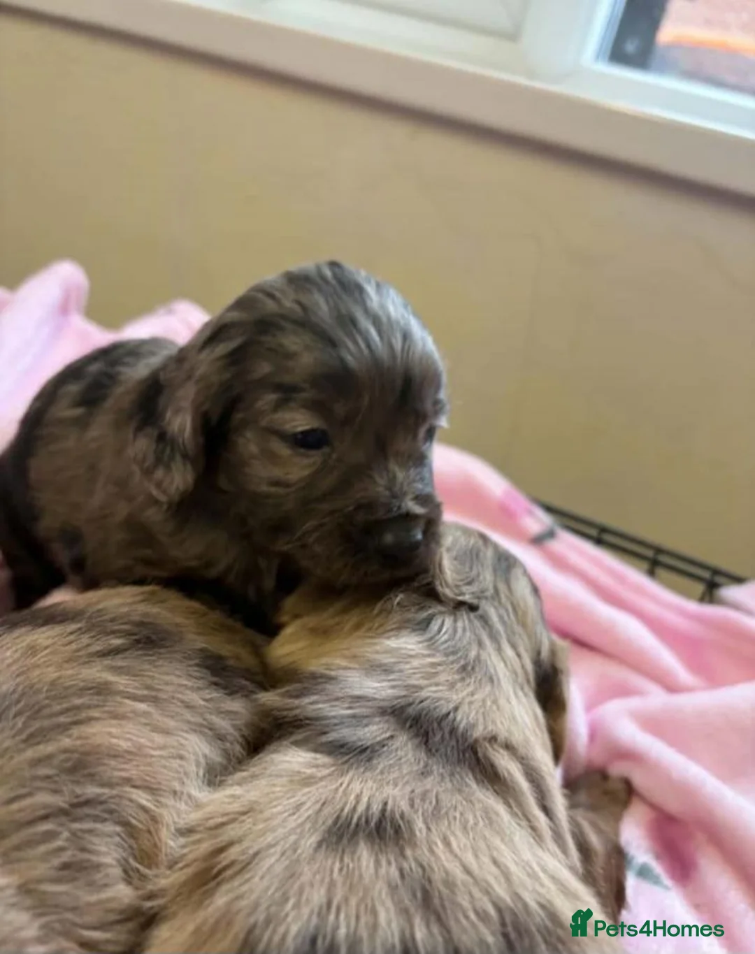 Cockapoo dogs for sale: Cockapoo Puppies in Birmingham - Advert 1