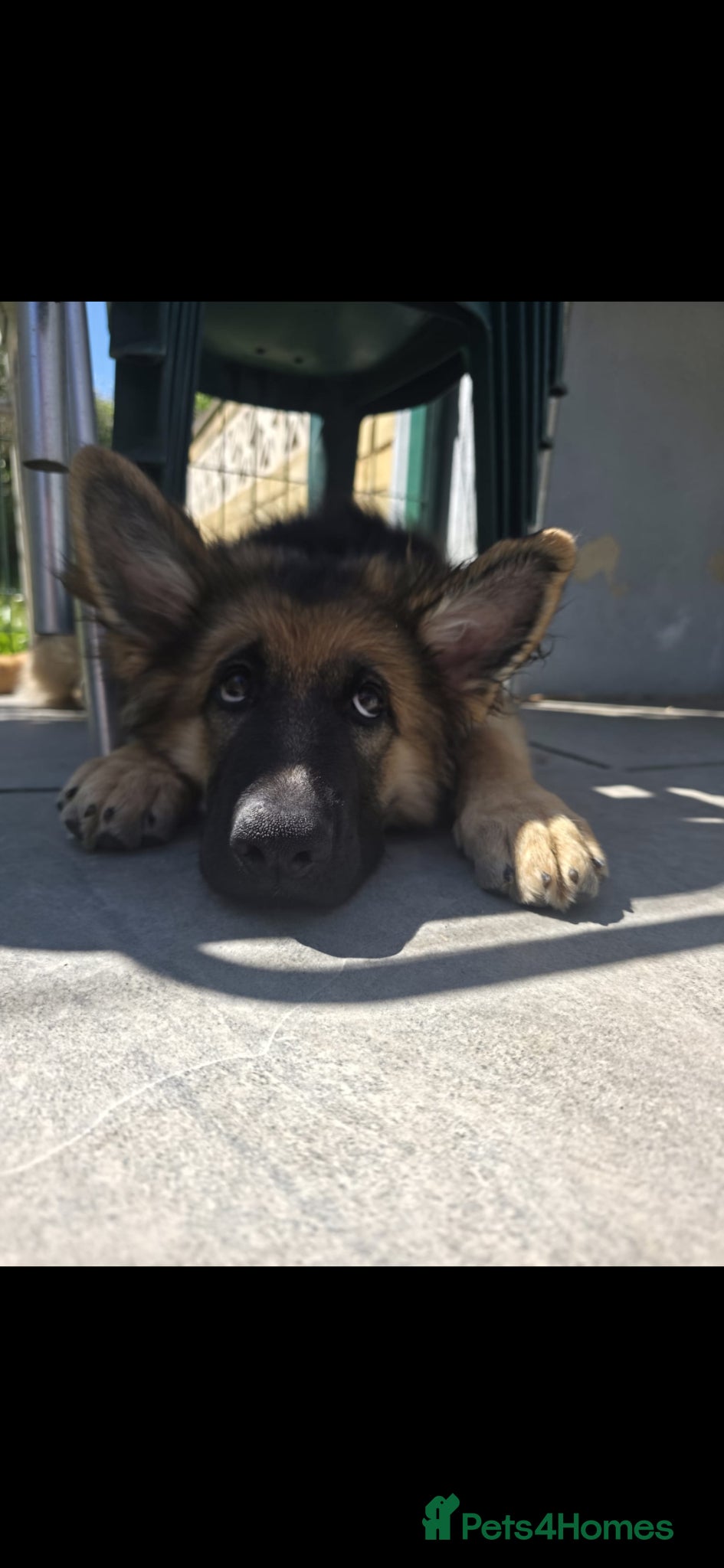 German Shepherd dogs Stunning german shepherd puppies for sale! - Advert 1