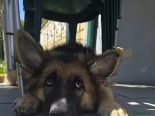 German Shepherd dogs Stunning german shepherd puppies for sale! - Advert 1