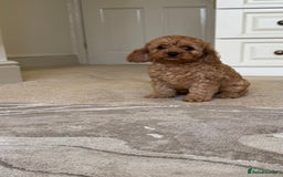 Cavapoo dogs for sale: !Ready now! F1 cavapoos kc reg parents - Image 15