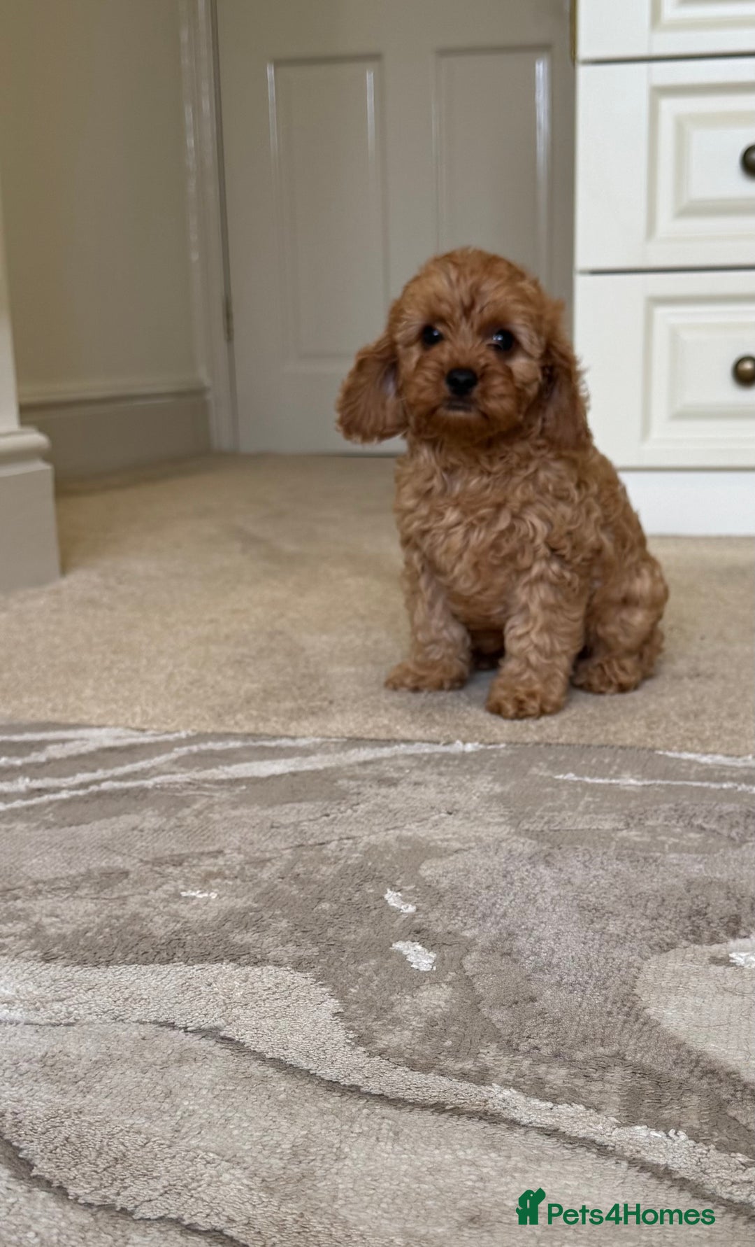 Cavapoo dogs for sale: !Ready now! F1 cavapoos kc reg parents - Image 15