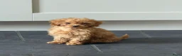 Cavapoo dogs for sale: Beautiful Cavapoo Puppy Looking for a Loving Home - Advert 2