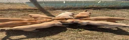 Labrador Retriever dogs for sale: Farm Reared Fox Red & Cream Labradors - Advert 5