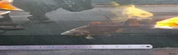 Koi Carp fish for sale: Koi /Orf /Tench- 11 in total in Wellingborough - Advert 15