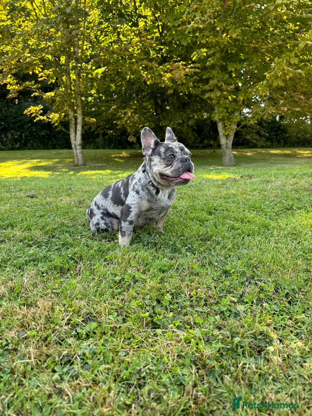 French Bulldog dogs for sale: ⭐️ 3 French bulldogs carrying L4 Fluffy 🧬 ⭐️ - Advert 2