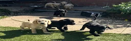 Cocker Spaniel dogs for sale: Beautiful litter of cocker spaniels  - Advert 6