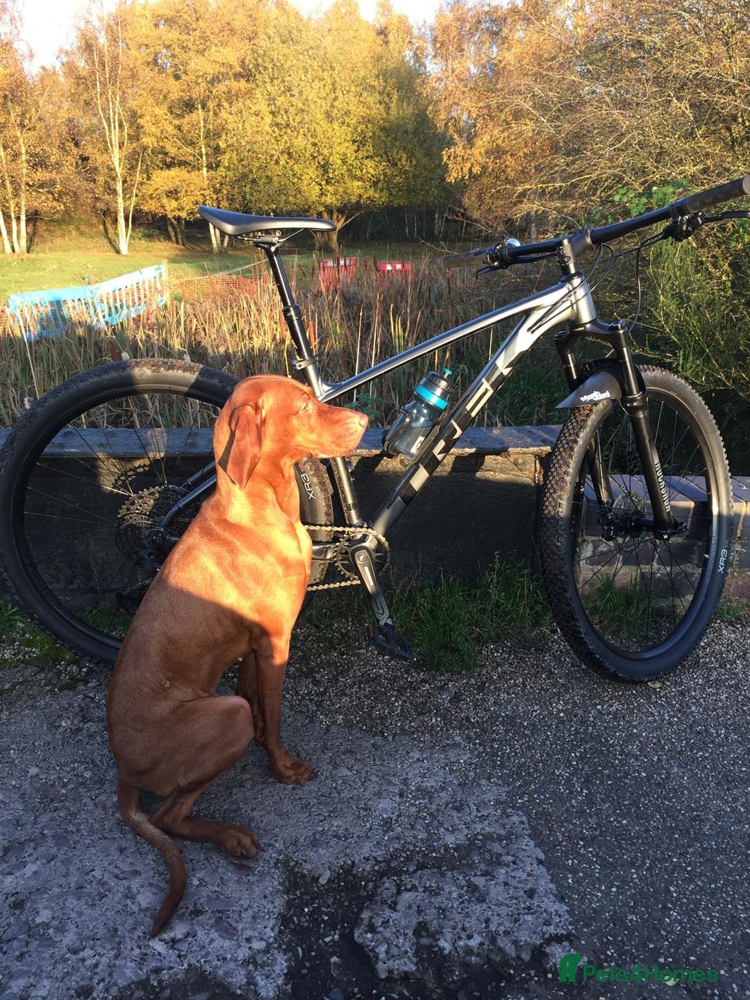 Hungarian Vizsla dogs for sale: Hungarian Vizsla puppies  - Advert 6