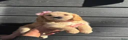 Cockapoo dogs for sale: Cockapoo Puppies Colchester - Advert 4