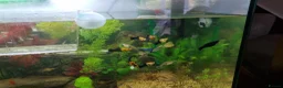 Live Bearers fish for sale: Dragon and Cobra Tail Guppies for sale in Bury - Advert 3
