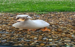 Ducks poultry for sale: CALL DUCKS FOR SALE AS PAIRS - Image 2