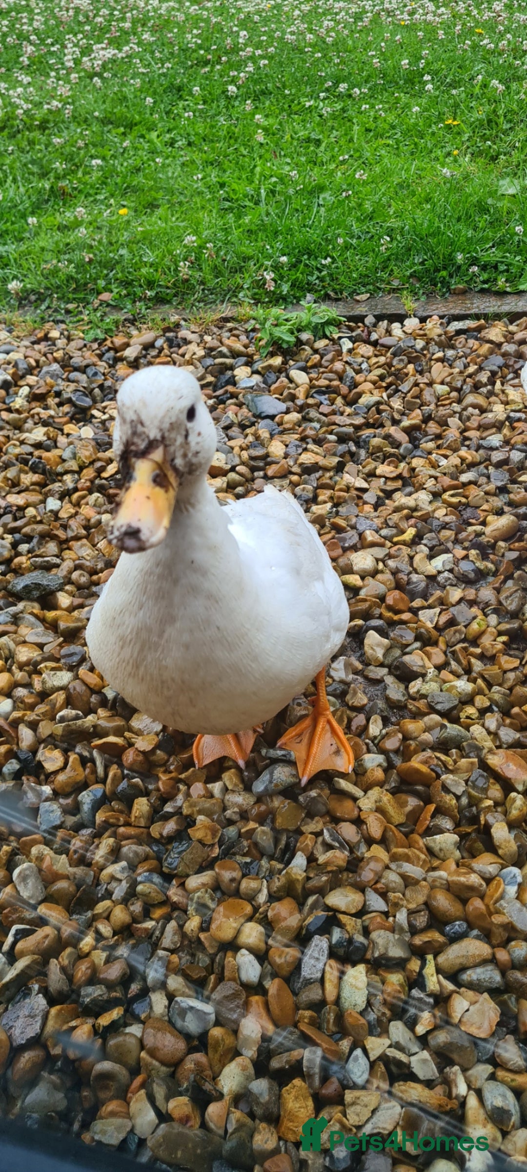 Ducks poultry for sale: CALL DUCKS FOR SALE AS PAIRS - Image 2