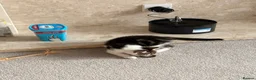 Domestic Shorthair cats for sale: Kittens for sale - Advert 18