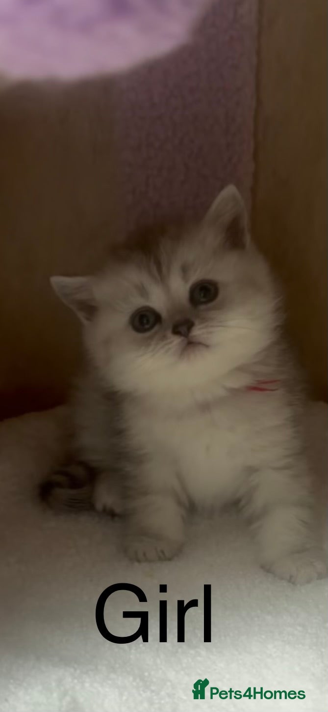 British Shorthair cats Last gorgeous girl left 😻 - Advert 12