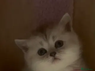 British Shorthair cats Last gorgeous girl left 😻 - Advert 5