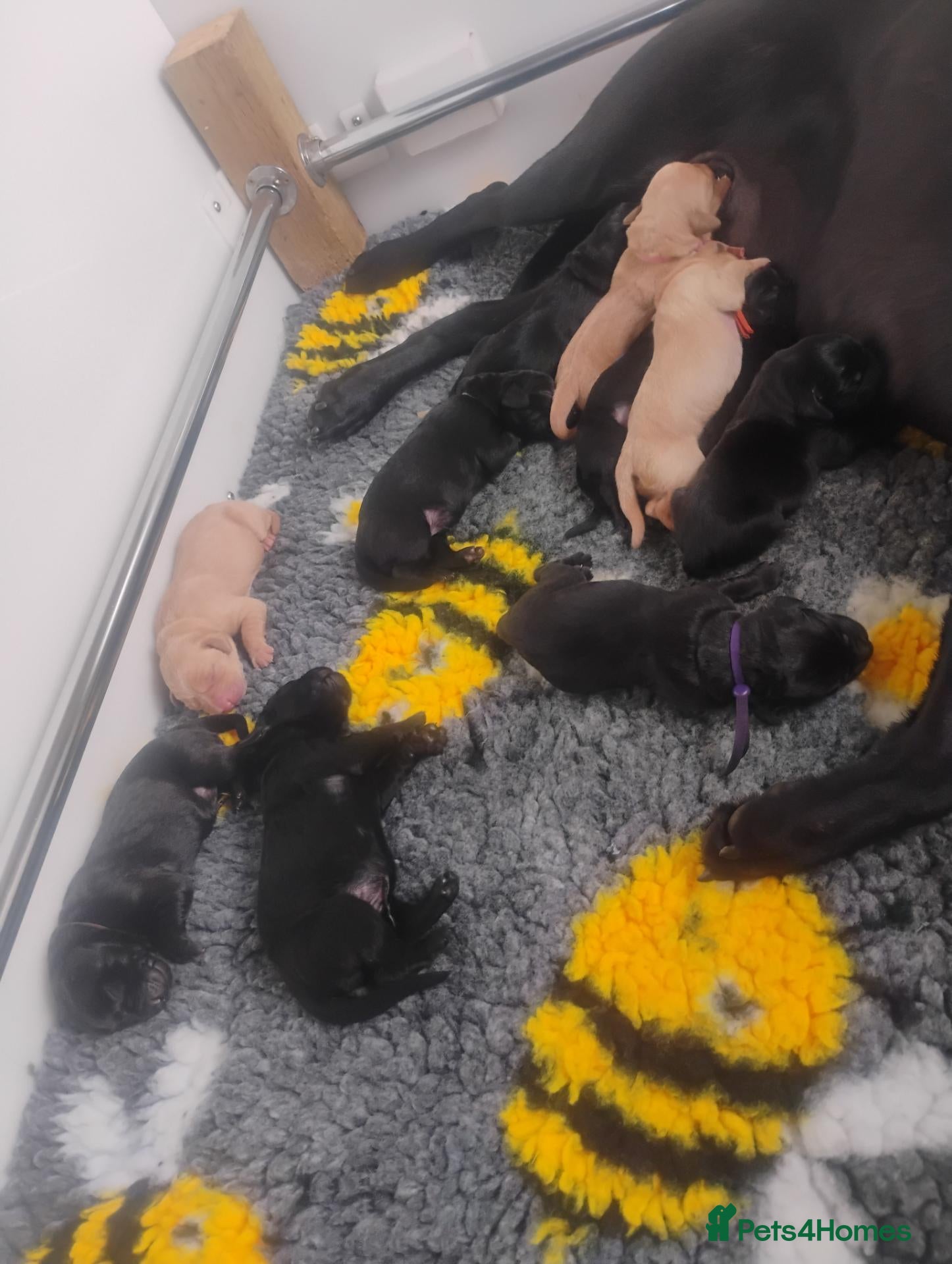 Labrador Retriever dogs for sale: 💛🖤RKC LABRADOR PUPPIES 💛🖤FULLY TESTED PARENTS  - Advert 15