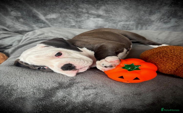 Old Tyme Bulldog dogs - Advert 2