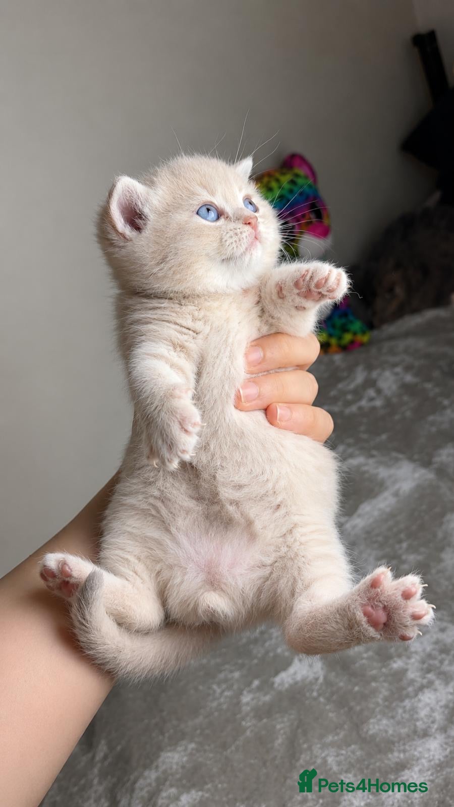 British Shorthair cats for sale: British Shorthair Golden Cats - Advert 5