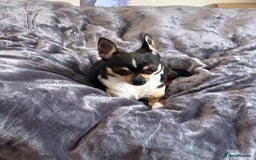 Chihuahua dogs for sale: Puppy  - Image 16