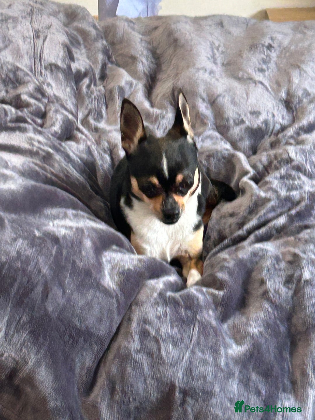 Chihuahua dogs for sale: Puppy  - Image 16