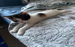 Mixed Breed cats for sale: Two adorable girls - Image 7