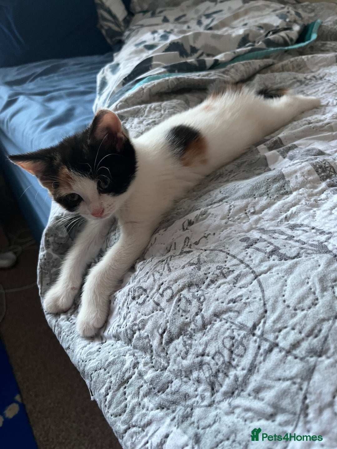 Mixed Breed cats for sale: Two adorable girls - Image 7