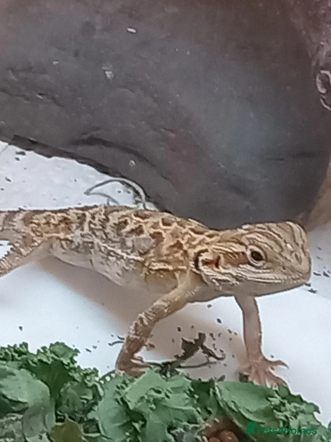 Bearded Dragon reptiles for sale: Beautiful baby  - Advert 1