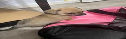 Chihuahua dogs for sale: Chihuahua  in Manchester - Advert 3