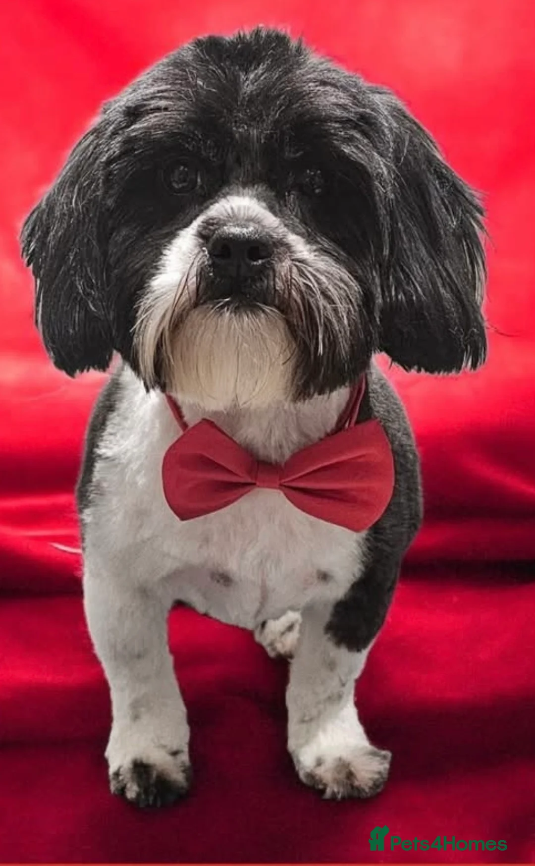 Shihpoo dogs for sale: ****Shihpoo for sale**** - Advert 1