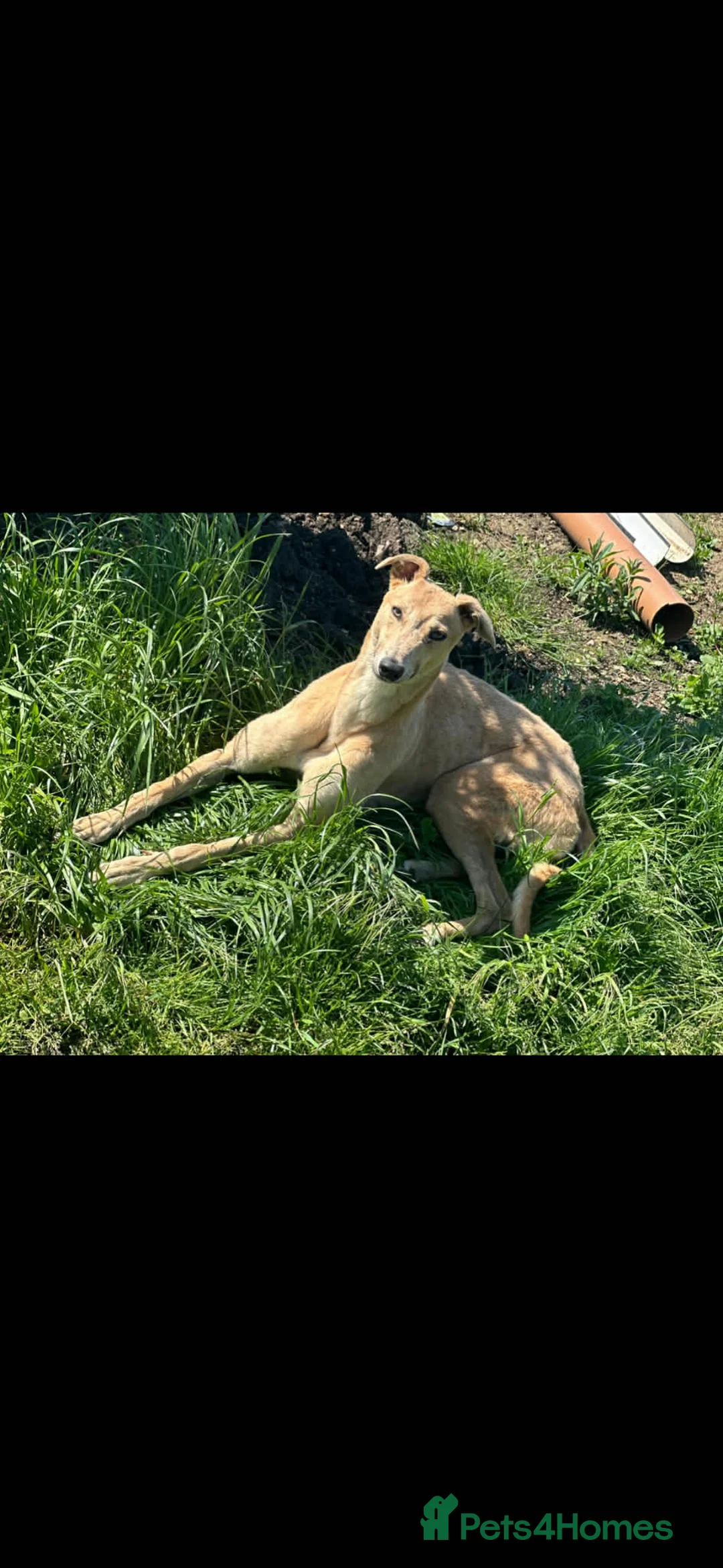 Mixed Breed dogs for sale: Bull lurchers in Blyth - Advert 2
