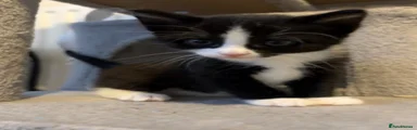 Kitten 4
