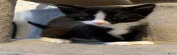Mixed Breed cats for sale: Beautiful Tuxedo Kittens - Extraordinary Whiskers - Advert 10