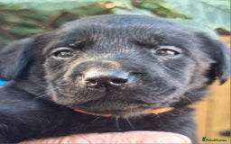 Labrador Retriever dogs for sale: Labrador Pups from Health Tested Parents. - Image 2