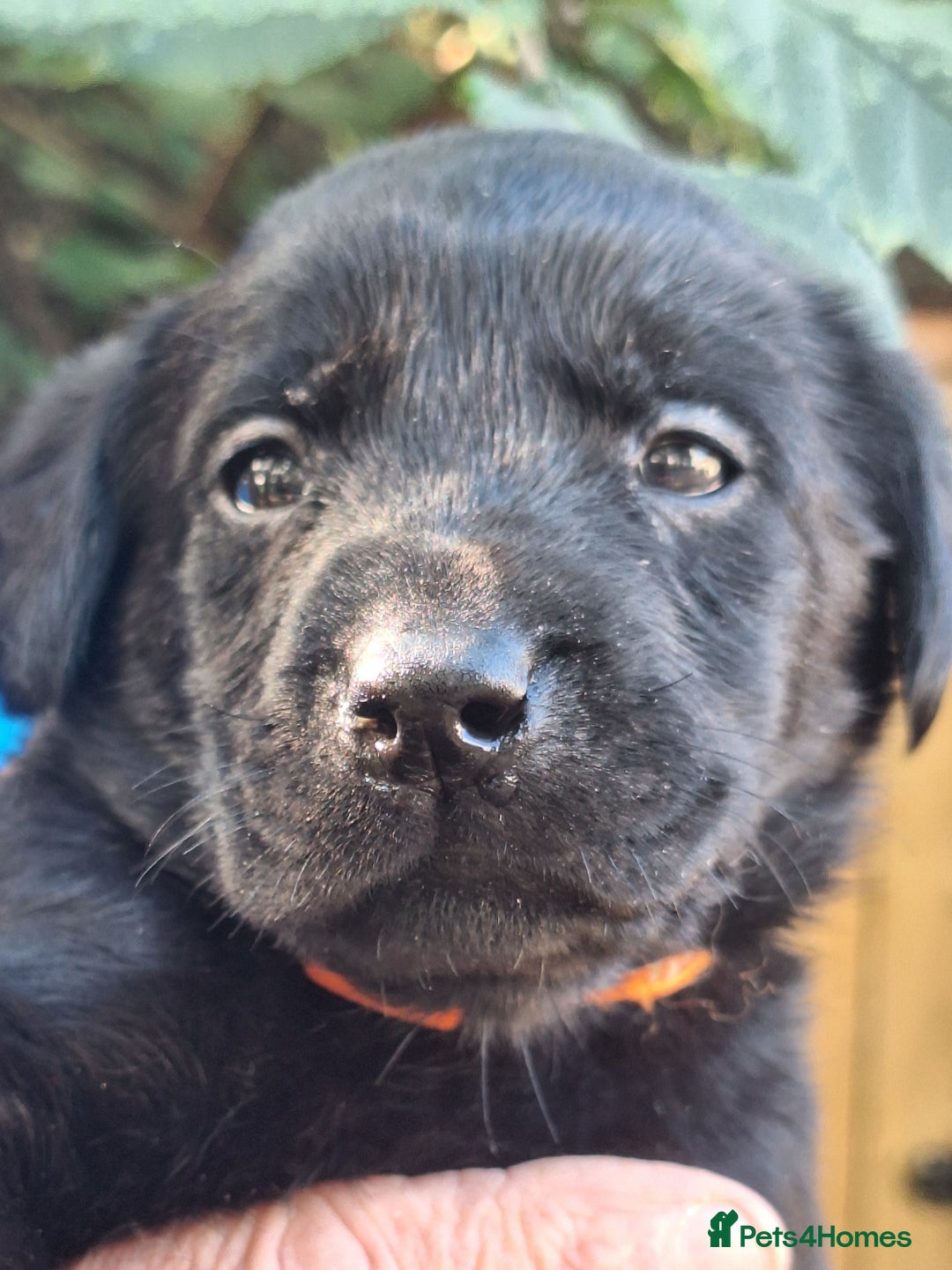 Labrador Retriever dogs for sale: Labrador Pups from Health Tested Parents. - Image 2