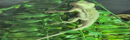 Bearded Dragon reptiles for sale: Baby bearded dragons  - Advert 19