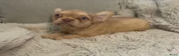 French Bulldog dogs for sale: 🔥 Unbelievable litter of 11 French Bulldogs 😍 - Advert 9