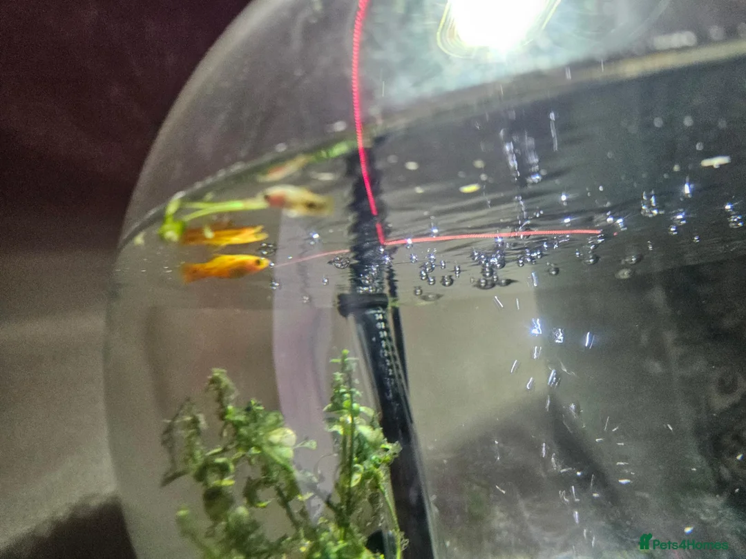 Barbs fish for sale: Maybe a gold Barb in need of a new home  in Tewkesbury - Advert 4