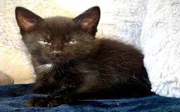 Mixed Breed cats for sale: Beautiful siamese mix kittens - Image 19