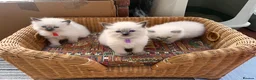 Ragdoll cats for sale: Pure ragdoll kittens - Advert 11