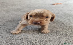 Cockapoo dogs for sale: Stunning F2 Cockapoo puppies - Image 9