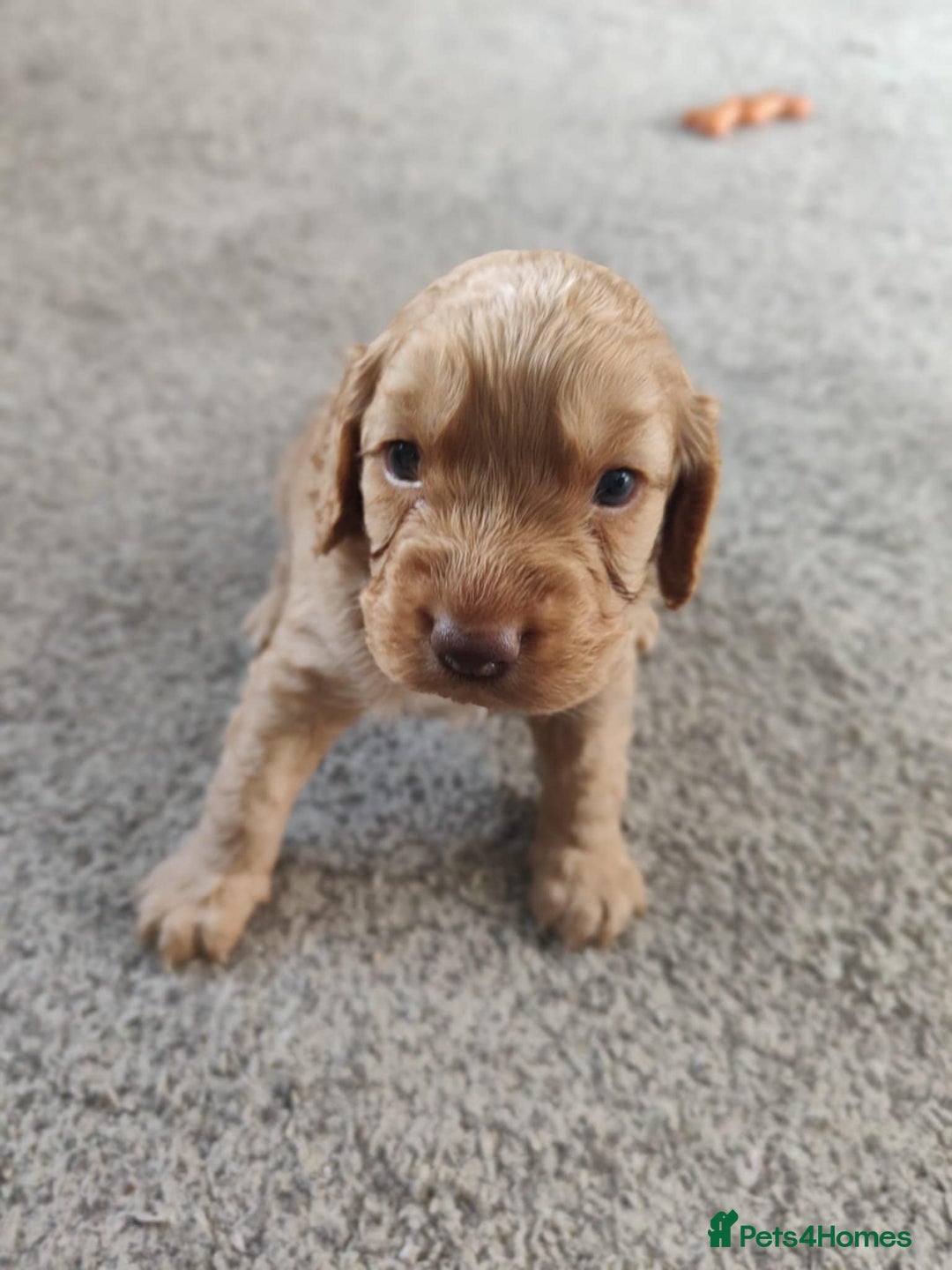 Cockapoo dogs for sale: Stunning F2 Cockapoo puppies - Image 9