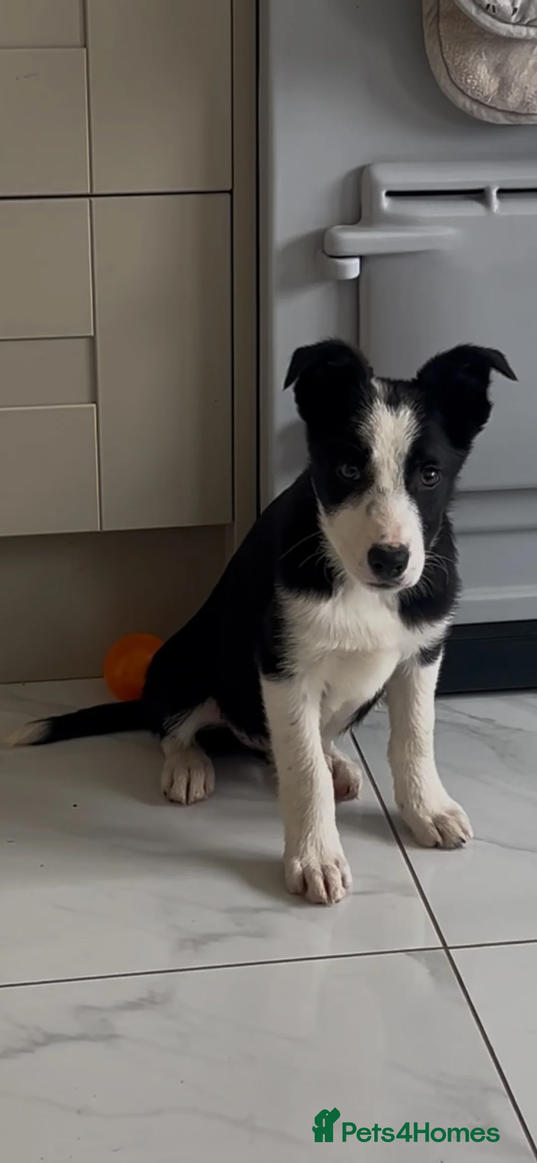 Border Collie dogs for sale: Two dogs available  - Advert 2