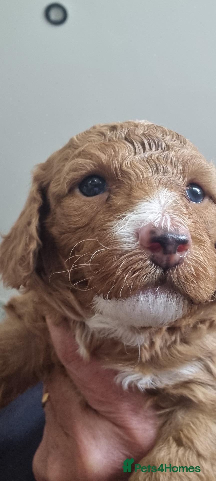 Miniature Poodle dogs Beautiful miniature poodle puppies  - Advert 6
