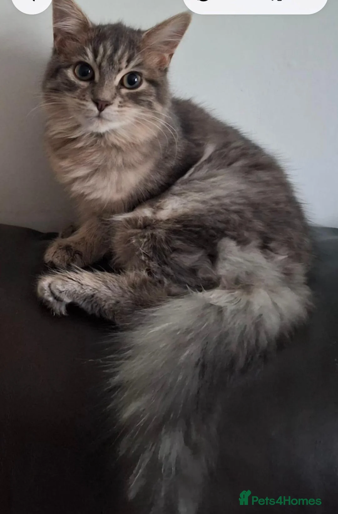 Mixed Breed cats for sale: 2 kittens for sale in Aberdeen - Advert 6