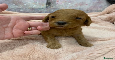 Cockapoo dogs - Advert 5