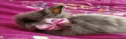 Lionhead rabbits for sale: Pure Breed Double Mained Lionhead - Advert 6