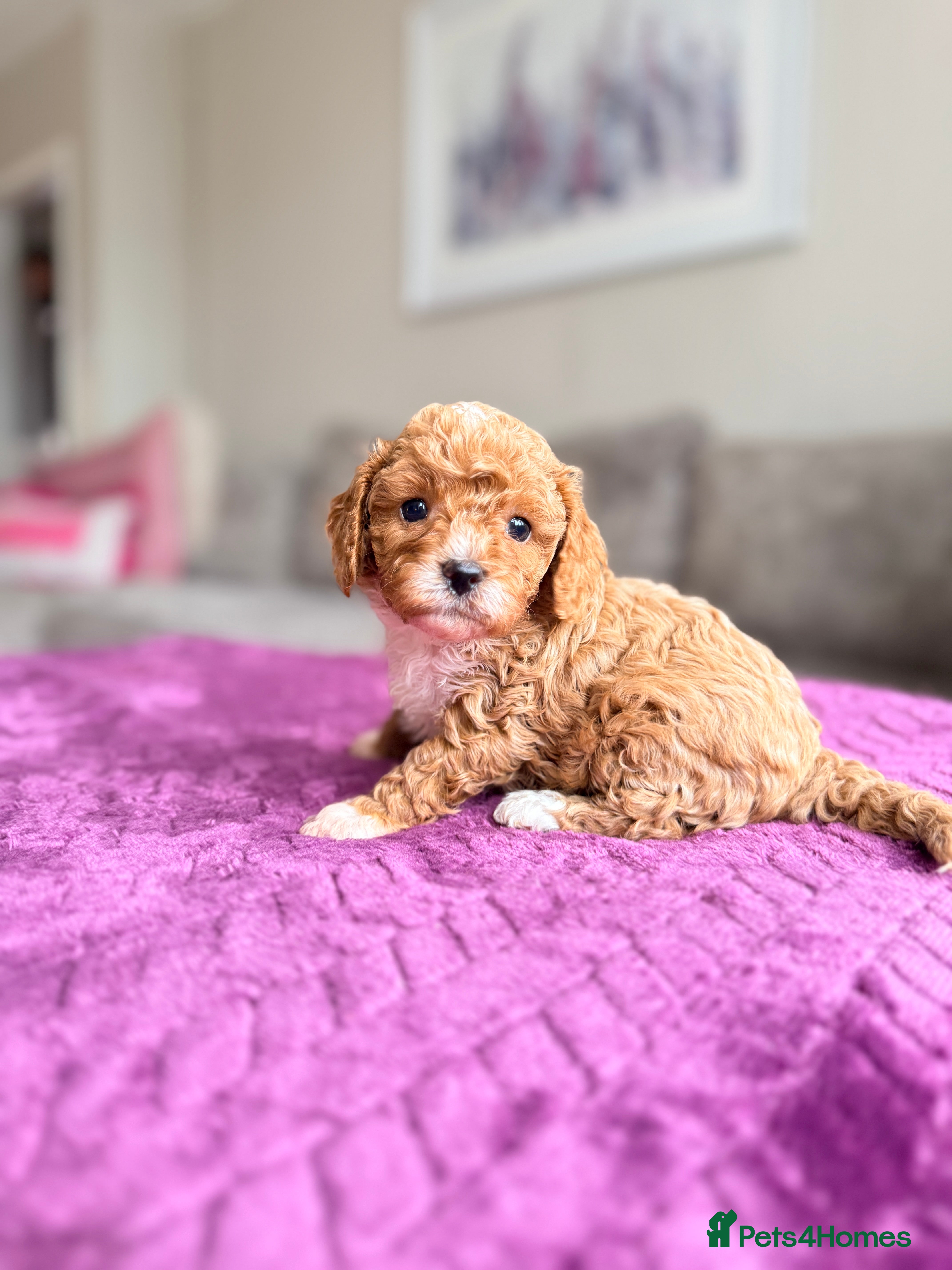 Cavapoo dogs Ready NOW only TWO boys left! F1bb Toy Cavapoos - Advert 2