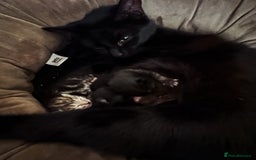Domestic Shorthair cats for sale: Two black kittens 1xm 1xf - Image 3